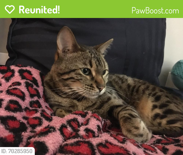 Reunited Female Cat last seen Old Leicester Hwy/Mt.Carmel, Asheville, NC 28806