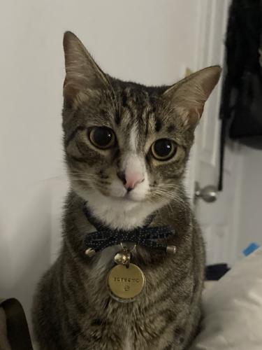 Lost Male Cat last seen orangewood ave and dale st, Anaheim, CA 92804