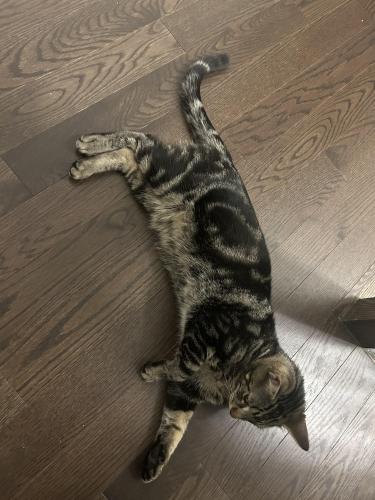 Lost Male Cat last seen Laing Dr, Whitby, Ontario , Whitby, ON L1P