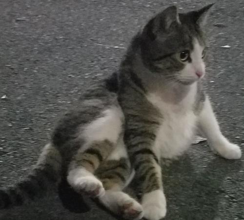 Lost Female Cat last seen Safeway on bird and Minnesota and Walgreens on bird and willow, San Jose, CA 95125