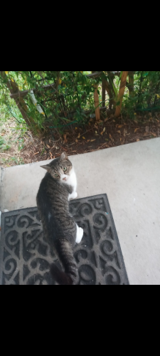 Lost Female Cat last seen SE 135th Ln and SE 39th Terrace Belleview Heights, Summerfield, FL 34491
