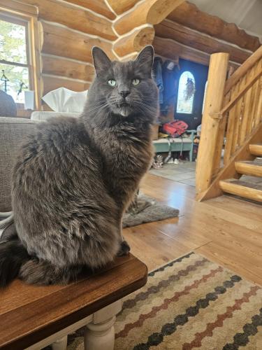 Lost Male Cat last seen Near Old Camp Rd., Bellvue, CO 80512