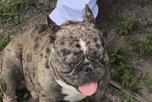 Lost Male Dog last seen Nw 11th ave, Miami, FL 33168