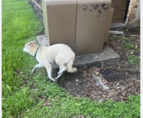 Lost Female Dog last seen Windfield , Stafford, TX 77477