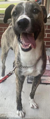 Found/Stray Male Dog last seen Uhaul 3500 east Main Street Columbus Ohio , Columbus, OH 43213