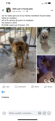 Lost Male Dog last seen Lucern ave Modesto ca, Modesto, CA 95350
