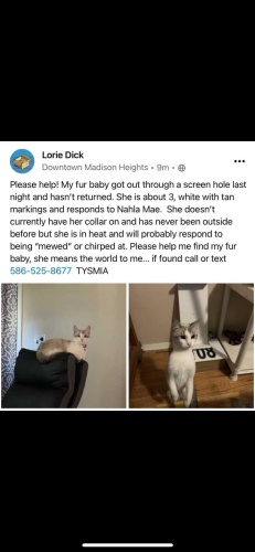 Lost Female Cat last seen Near and John R rd. , Madison Heights, MI 48071