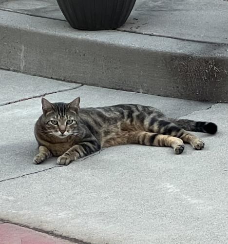 Lost Male Cat last seen Villagio, El Dorado Hills, CA 95762