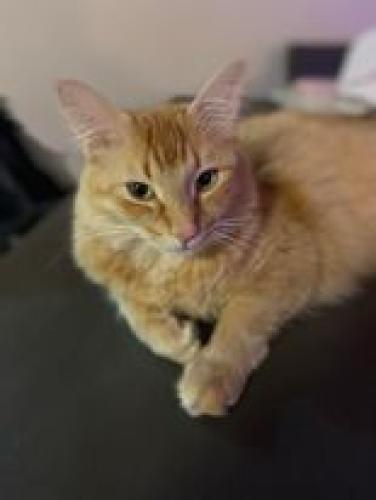 Lost Male Cat last seen Chartwell Rd. And Queensways, Toronto, ON M8Z 4E8