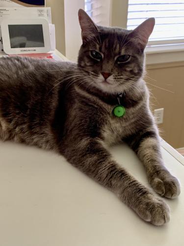 Lost Female Cat last seen Section 1 of Nottingham Country. Laxton Ct. and Braidwood, Katy, TX 77450