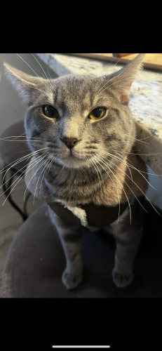 Lost Male Cat last seen Rough and ready , San Jose, CA 95133