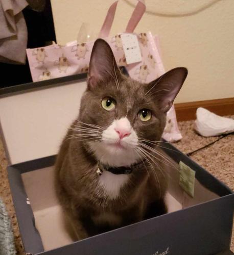 Lost Male Cat last seen Anythink Library, Thornton, CO 80241