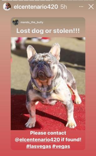 Lost Male Dog last seen Wasatch , Sunrise Manor, NV 89122