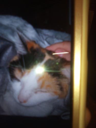 Lost Female Cat last seen Keystone and prospect, Indianapolis, IN 46203