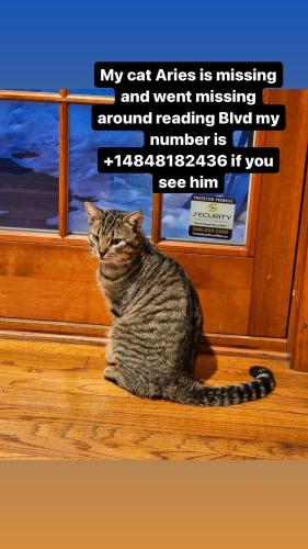 Lost Male Cat last seen Near Wyomissing Area Jr/Sr High, Wyomissing, PA 19610