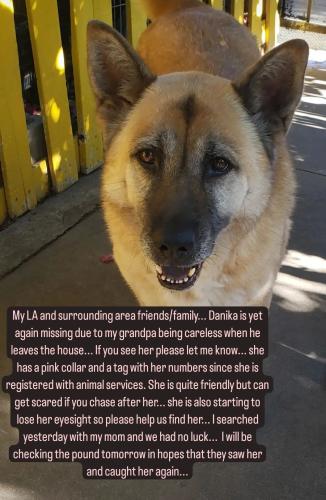 Lost Female Dog last seen 108th and Stanford, Los Angeles, CA 90059