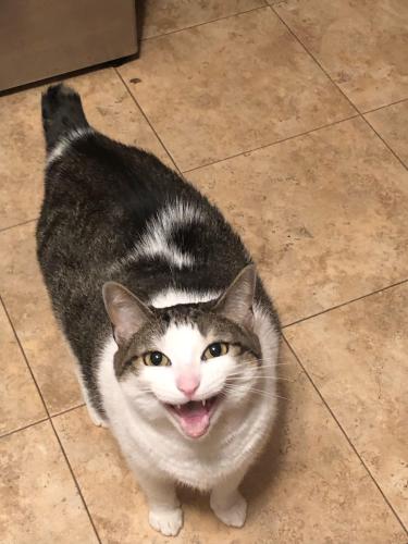 Lost Female Cat last seen 21st and Caribbean, Indianapolis, IN 46219