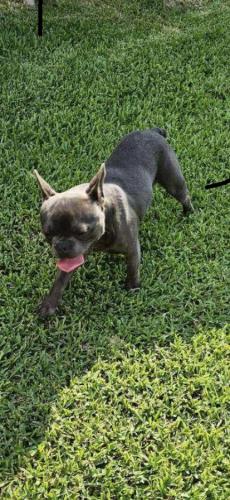 Lost Male Dog last seen Anserra Subdivision/Trails of Katy, Katy, TX 77494