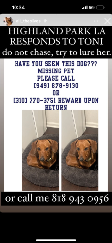Lost Female Dog last seen Fig and w ave 43 highland park , Los Angeles, CA 90065
