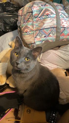 Lost Male Cat last seen Clime and demorest rd, Columbus, OH 43204