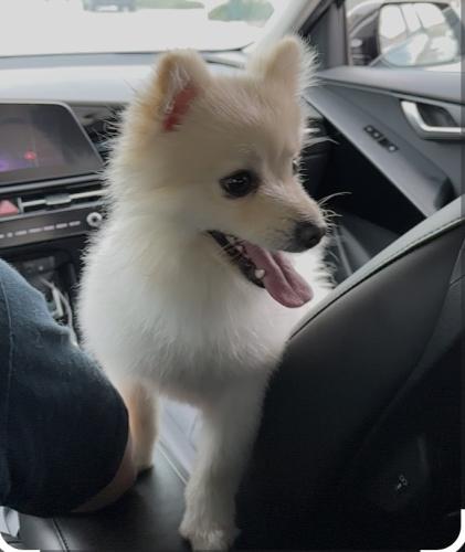 Lost Male Dog last seen Palmetto and Miller in Fontana, Fontana, CA 92336