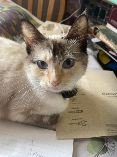 Lost Female Cat last seen Lancing , Richmond, BC V7C