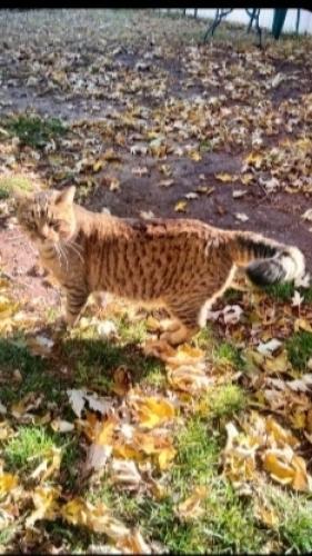 Lost Male Cat last seen Lincoln & Belmont , Wichita, KS 67218