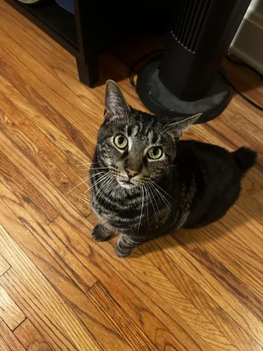 Lost Male Cat last seen West California and north high street, Columbus, OH 43202