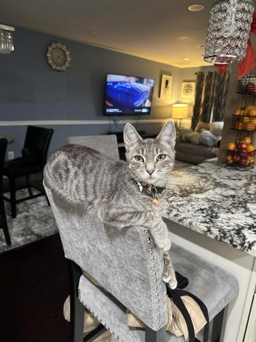 Lost Female Cat last seen Between Wintergreen ave & Nimitz dr, District Heights, MD 20747