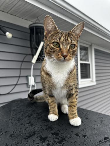 Lost Female Cat last seen Webster Drive, Ansonia , Ansonia, CT 06401
