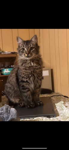 Lost Male Cat last seen Near th st & 175 th st Weirsdale , Marion County, FL 32195