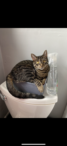 Lost Female Cat last seen Reservoir Ave and Cedar Street, Port Jervis, NY 12771