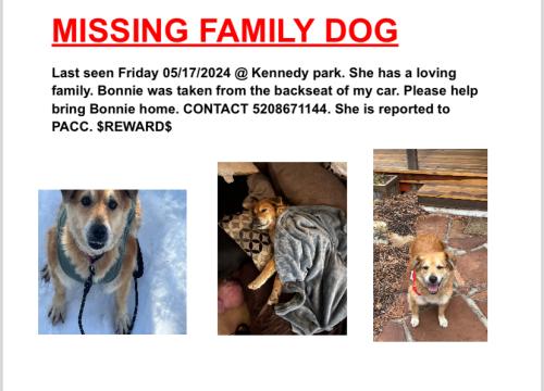 Lost Female Dog last seen Kennedy park at ajo and mission rd , Tucson, AZ 85713