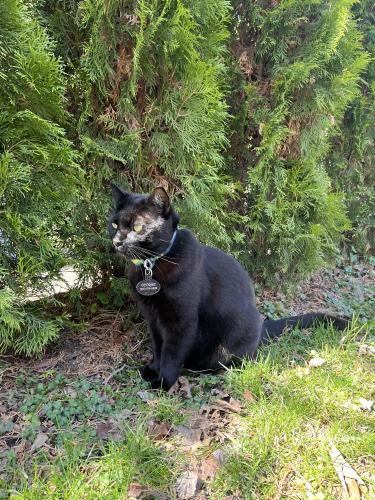 Lost Male Cat last seen Pennsylvania Ave / Read Ave Yonkers NY 10707, Yonkers, NY 10707