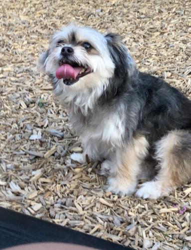 Lost Male Dog last seen Granberry humble to 77338, Humble, TX 77338