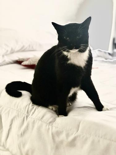 Lost Male Cat last seen Deep Brook and Bryan Hurst, Spring, TX 77379