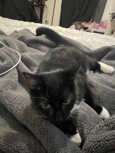 Lost Female Cat last seen Central Park and 25 St, Chicago, IL 60623