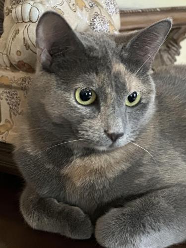 Lost Female Cat last seen The Meadows subdivision , Noblesville, IN 46060