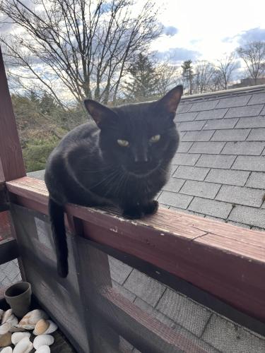 Lost Male Cat last seen York rd and Thornhill rd , Timonium, MD 21093