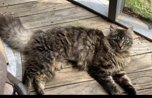 Lost Female Cat last seen Rocky Springs Rd, Beech Bluff, TN 38313