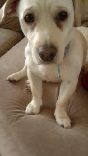 Lost Male Dog last seen Palm and highland ave, Highland, CA 92346