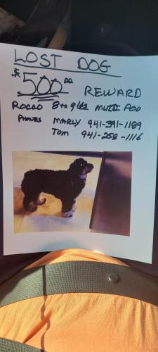 Lost Male Dog last seen Pine Tree st. And Cypress Ave , Port Charlotte, FL 33952