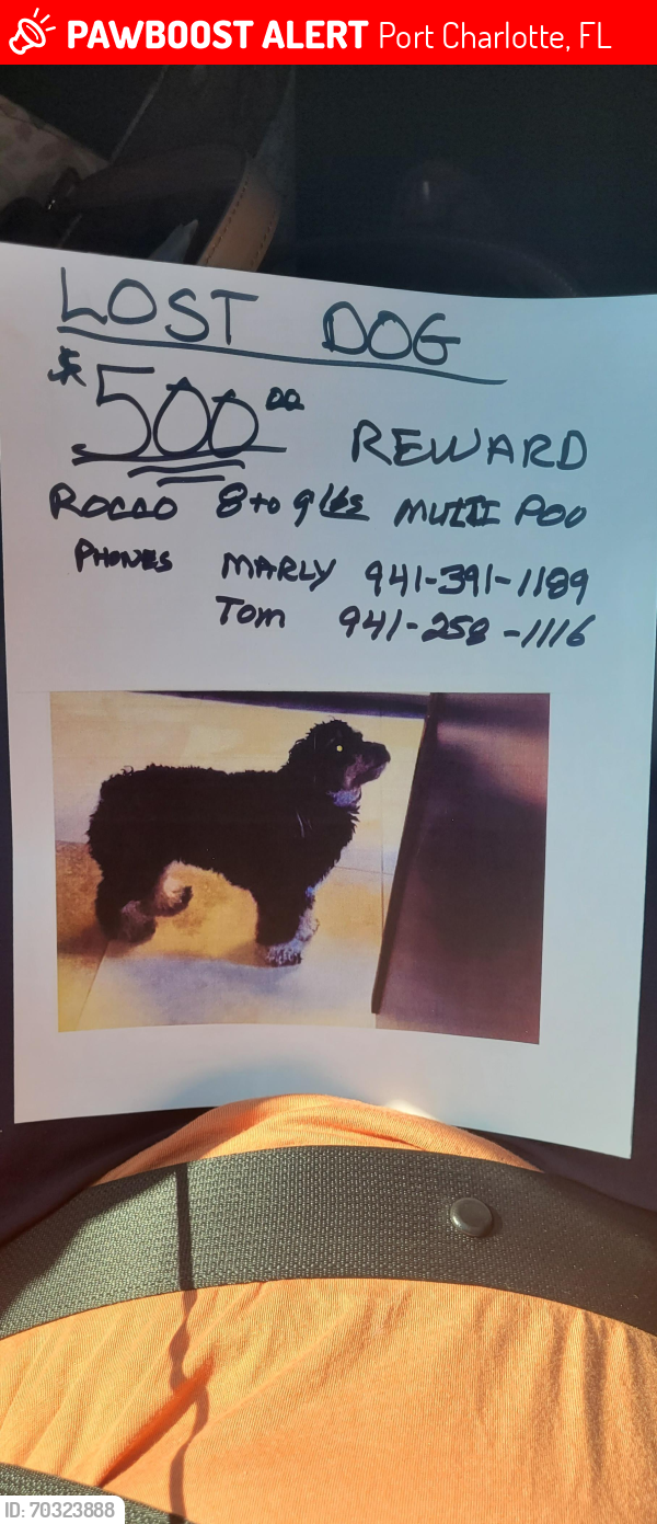 Lost Male Dog last seen Pine Tree st. And Cypress Ave , Port Charlotte, FL 33952