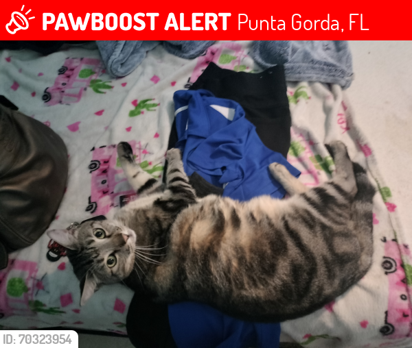 Lost Male Cat last seen Adams, Triton and Dorsey , Punta Gorda, FL 33983