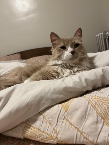 Lost Male Cat last seen Kimball and Altgeld, Chicago, IL 60647