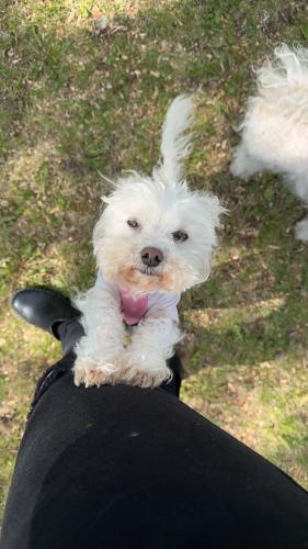 Lost Female Dog last seen N Raceway Rd and Whitecliff Dr, near Clermont, Indianapolis, IN 46234