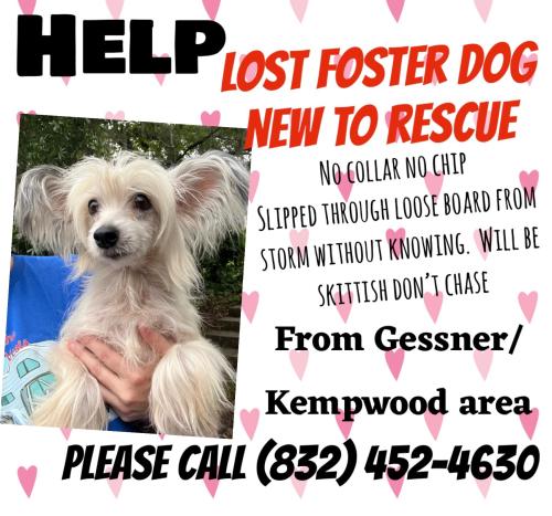 Lost Female Dog last seen Sam Houston Toll Road (Beltway 8) and Kempwood near Houston Christian High School, Houston, TX 77080