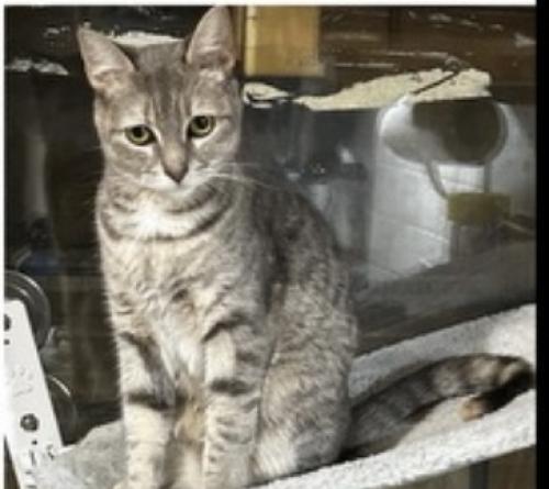 Lost Female Cat last seen Near Walton ave 10451 , The Bronx, NY 10451