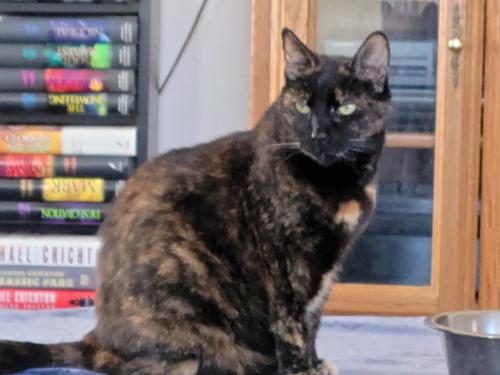 Lost Female Cat last seen NW 35th /Villa, Oklahoma City, OK 73112