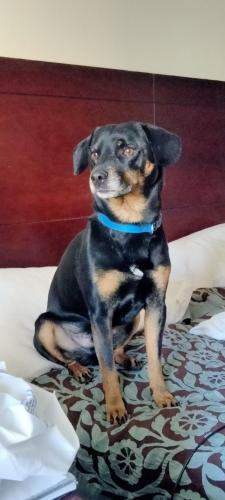 Lost Female Dog last seen Edith, Albuquerque, NM 87107